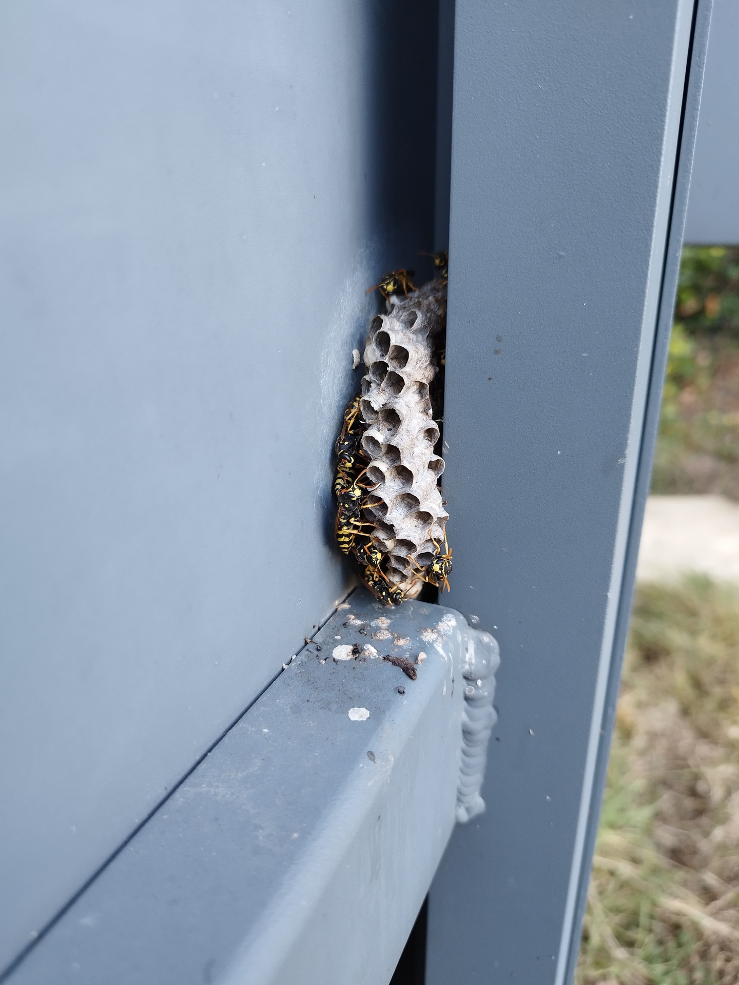 Nid de guêpes polistes